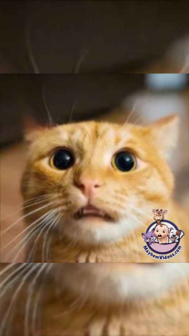 Talking Cat