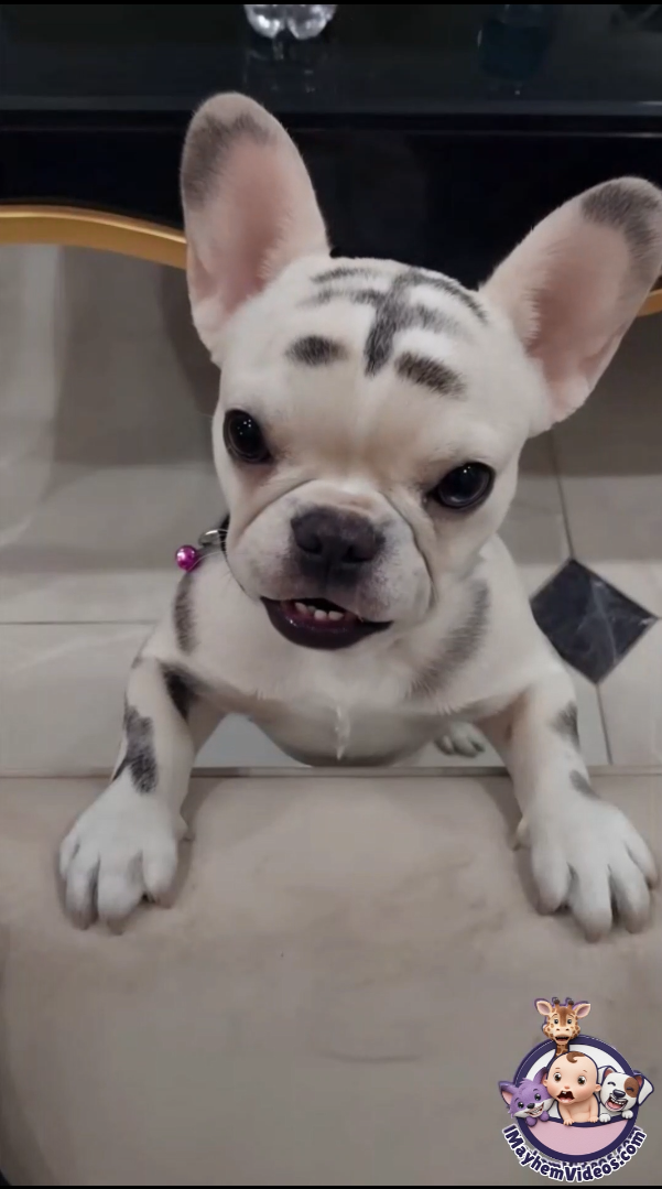 Dog Singing